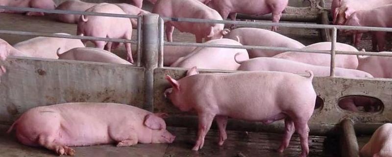 猪呕吐拉稀是什么原因怎么治?，有什么土偏方治疗