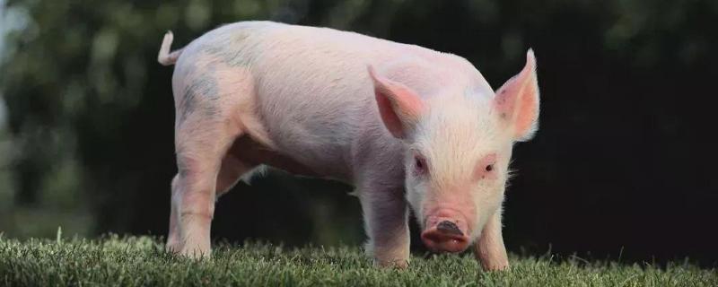 30斤小猪拉稀用什么药，是什么原因导致的