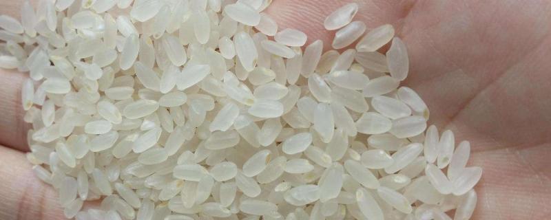 杂交米属于什么米，和大米有什么区别