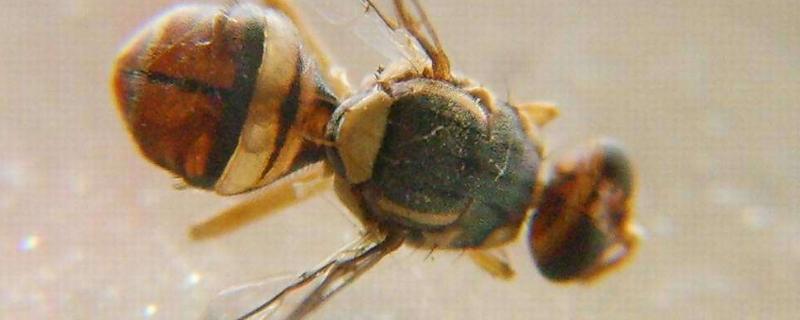 瓜实蝇防治特效药，与果实蝇有什么区别