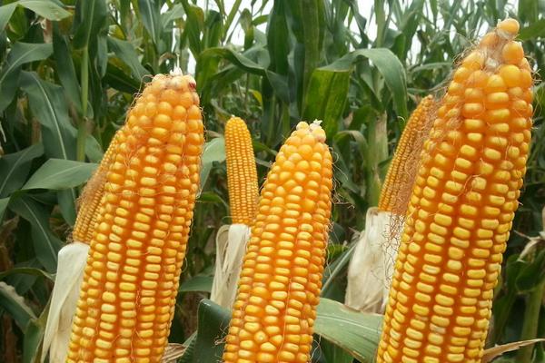 士惠623玉米种子品种介绍