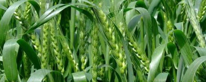 偃高21小麦品种