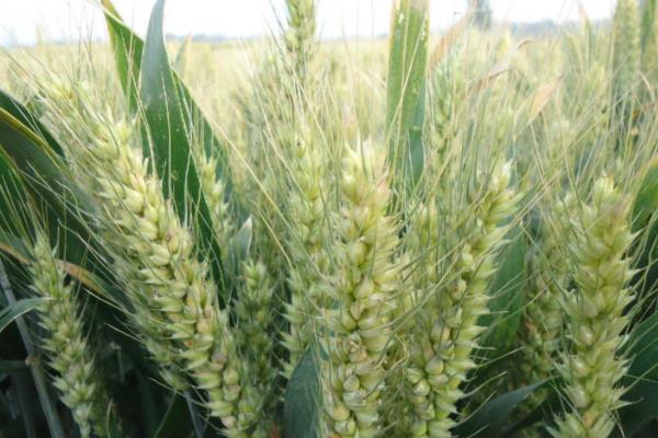 偃高21小麦品种