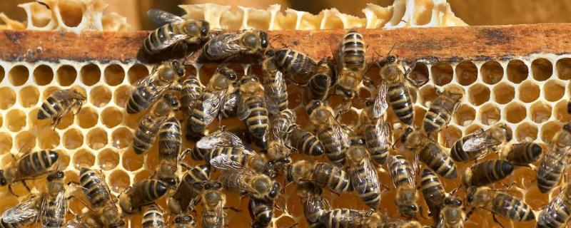 蜜蜂箱内治棉虫的药，冲群怎么处理