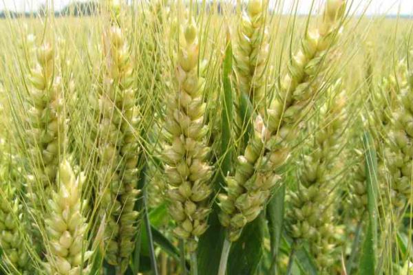 矮杆高产小麦品种