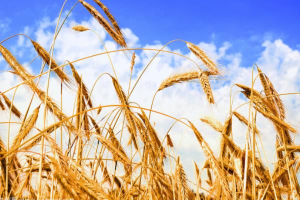 囤麦128小麦品种