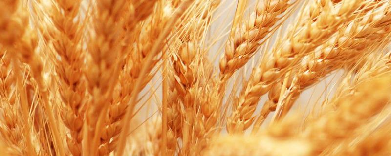 珍麦3号小麦品种介绍