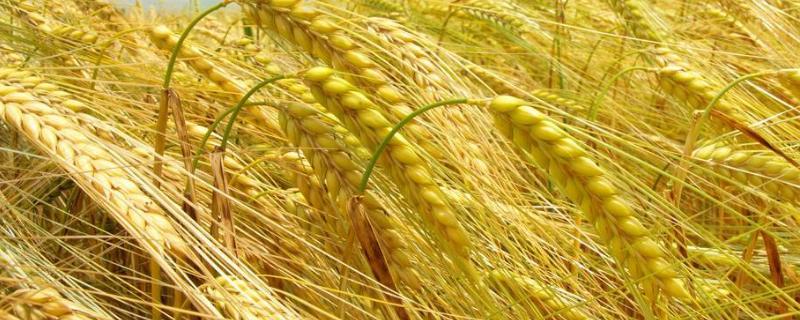 鲁研148小麦品种