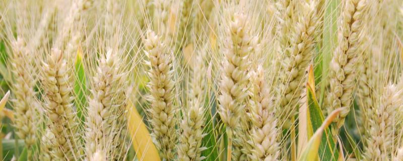 周麦30小麦品种介绍