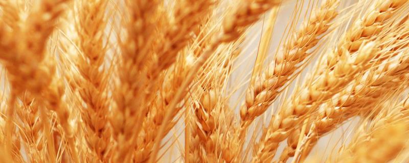 洛旱11小麦品种介绍