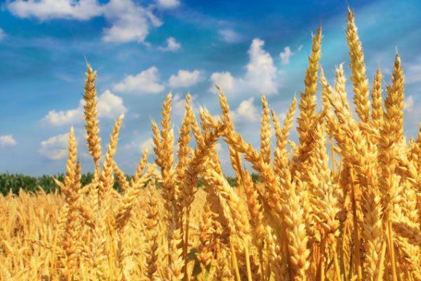 平安518小麦品种特性