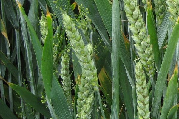 中育1123小麦品种