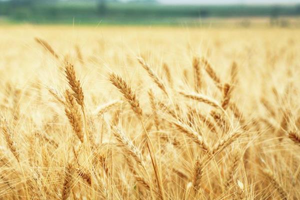 周麦30小麦品种介绍