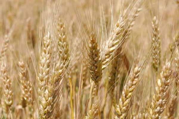 艾麦24小麦品种特征特性