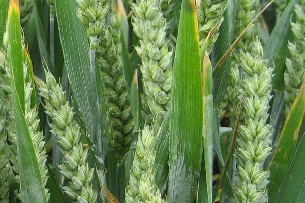 新麦36小麦品种介绍