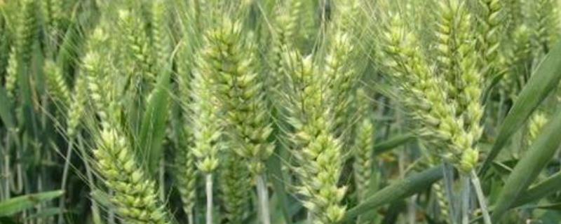 4199小麦品种亩产能收多少斤，附简介