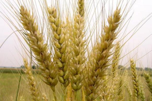 丰德存麦20小麦品种介绍