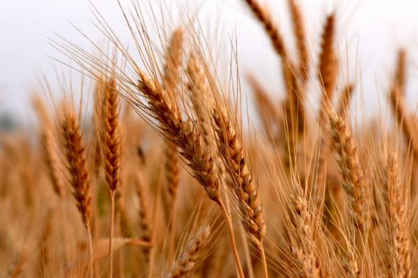 西农668小麦品种介绍