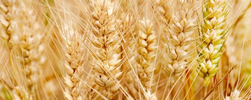 西农668小麦品种介绍
