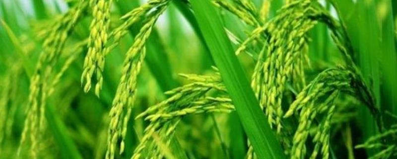 垦稻30水稻品种介绍