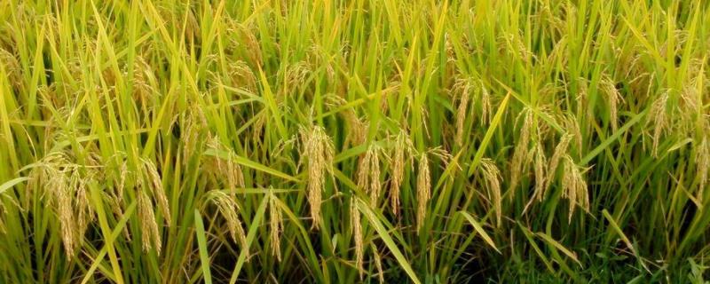 富育111水稻品种介绍