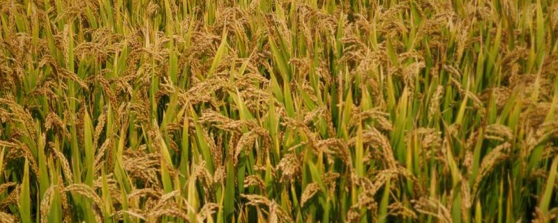 水稻的成长经历哪四个周期，亩产量一般能达到多少