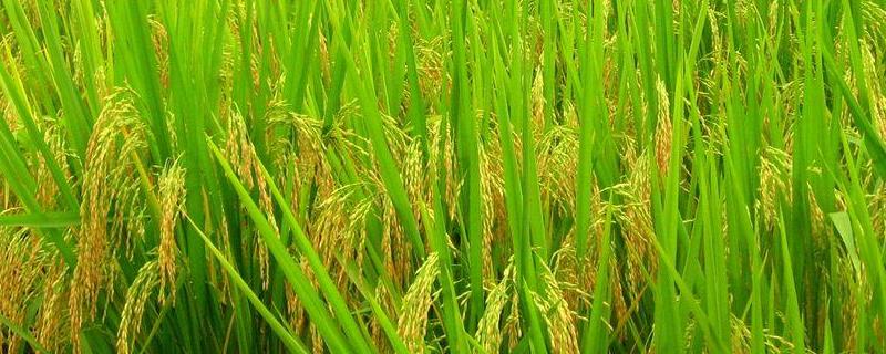 广东19香水稻品种