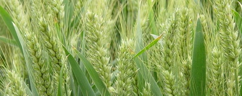 怀川916小麦品种