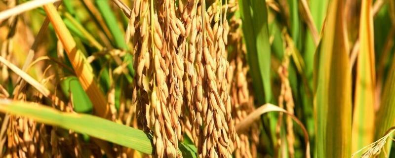 龙粳57水稻品种介绍