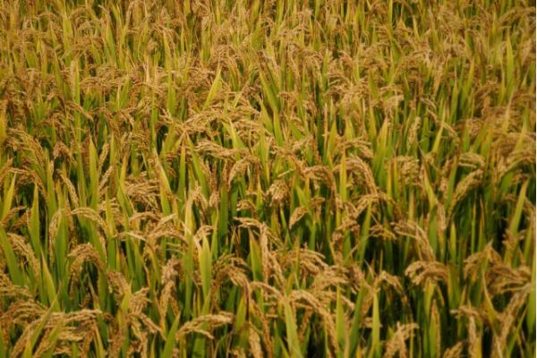 农垦57水稻品种简介图片