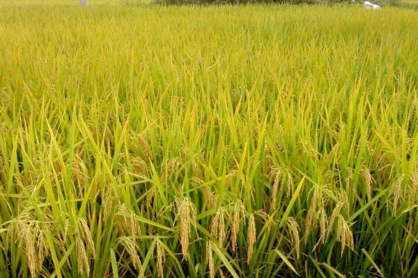 赣优735水稻品种
