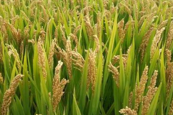 19香水稻品种