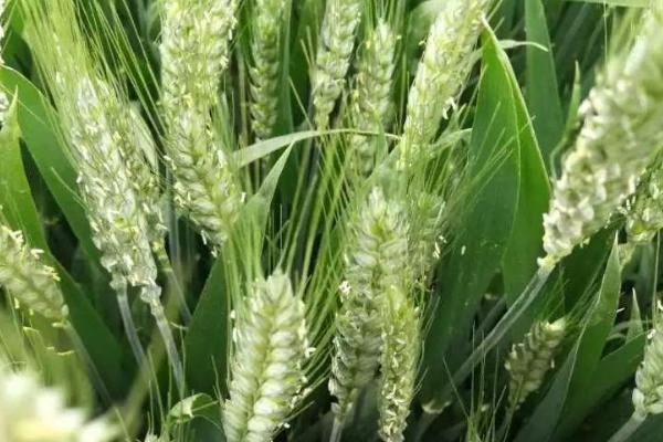 柳麦618小麦品种
