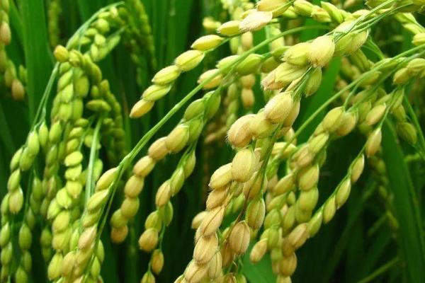 19香水稻品种