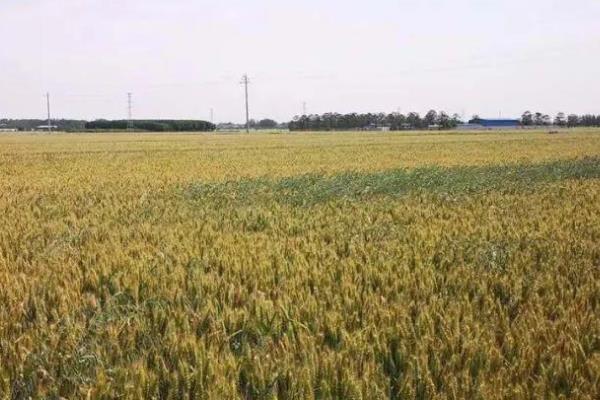 平安11号小麦品种介绍
