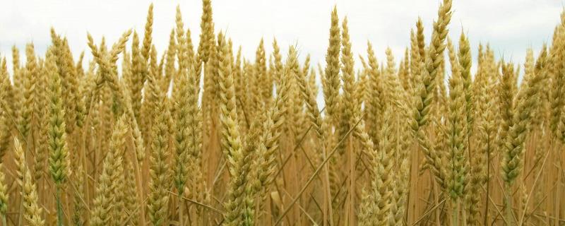 中信麦78号小麦品种介绍