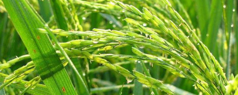 龙粳1624水稻品种