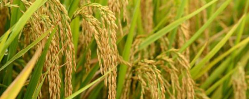 垦稻26水稻品种特征特性，附简介
