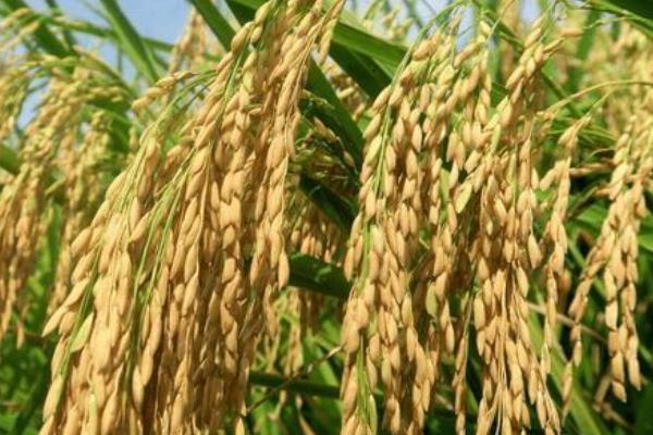 垦稻26水稻品种特征特性，附简介