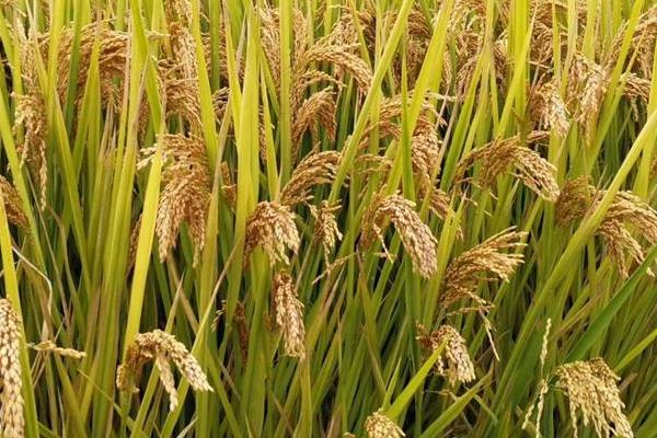 水稻的品种