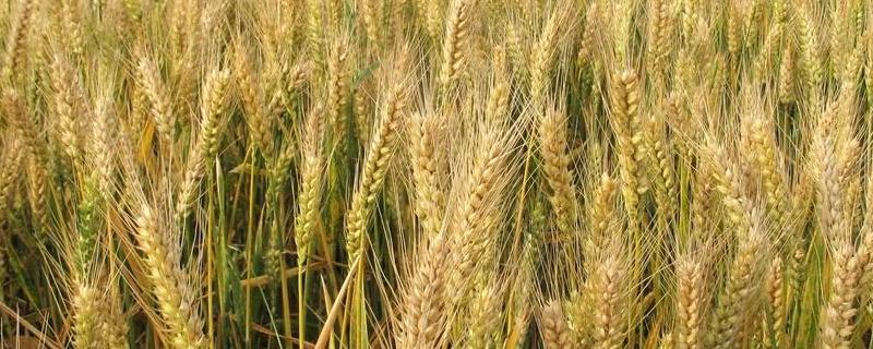 小麦每公顷产量一定小麦的总产量与公顷数，1方小麦等于多少吨