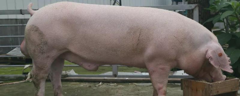 瘦肉型猪品种有几种，瘦肉猪和普通猪有什么区别
