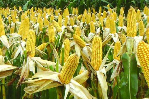 2100到2200积温玉米品种