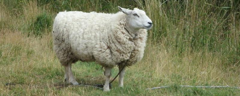 羊的品种，养殖周期是多长