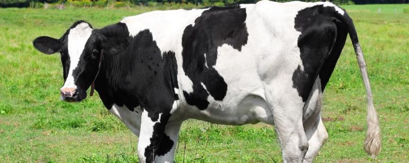 奶牛的外形特征，奶牛的奶是怎么产出来的