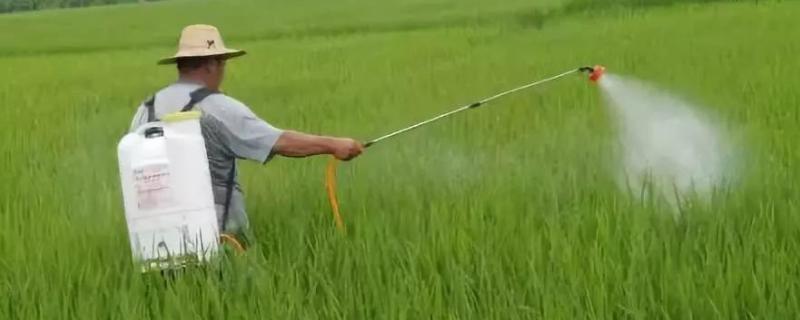 稻青叶面肥的功效，如何正确使用叶面肥