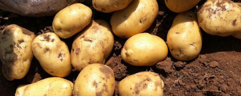 马铃薯一次性施肥技术，马铃薯变绿了还能吃吗