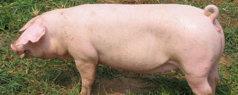 二元母猪的体貌,特征，和三元母猪有什么区别