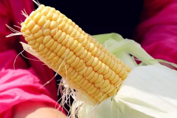 中地159玉米品种特征