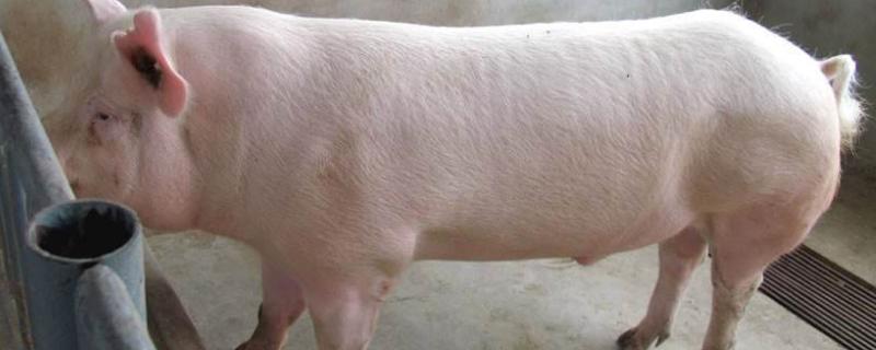 养一头母猪一年的成本，母猪38度不吃食是什么病